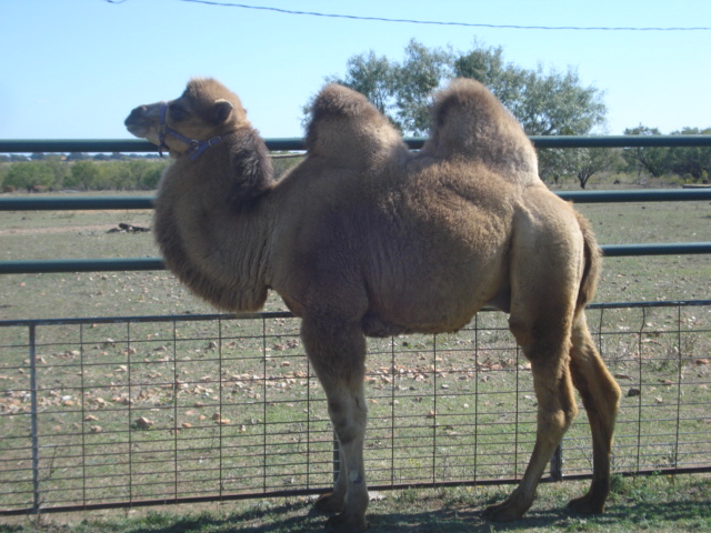 Bactrian Camels for rent