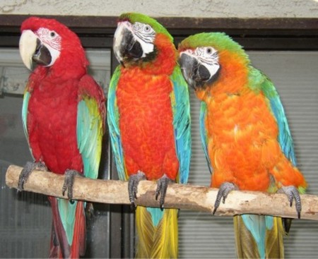 parrots for special event