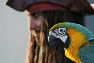 Parrot Jack