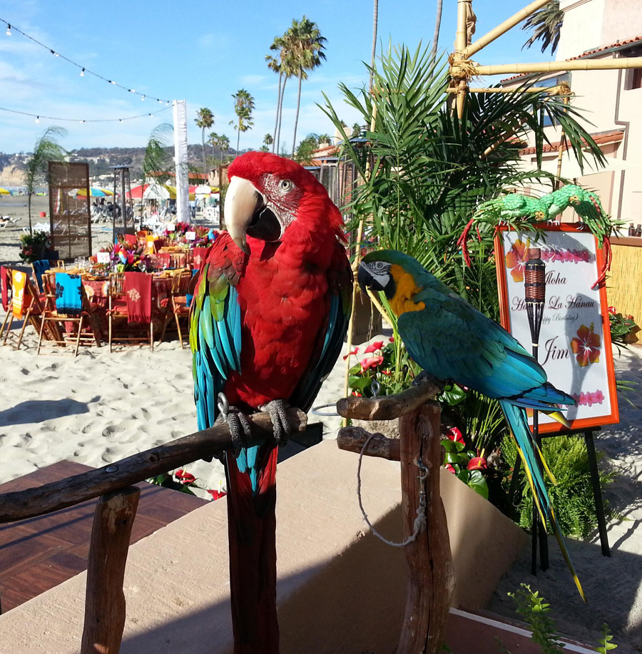 bird parties available in San Diego and Orang County and LA county
