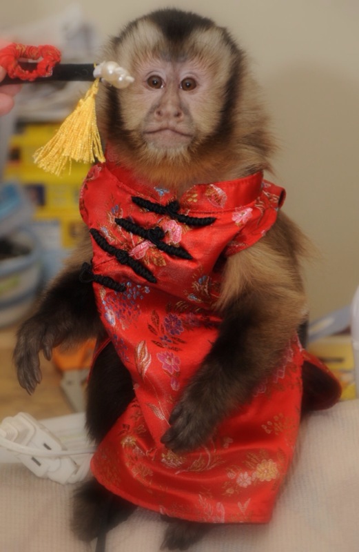 small monkey in costume