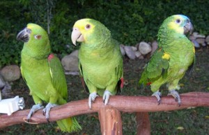 parrots for a party