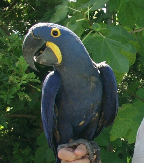 Blue Macaw for RIO themed party