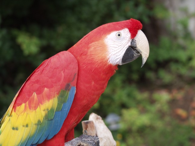 parrot for RIO themed parrot party entertainment