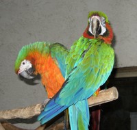 Macaw+parrot+facts