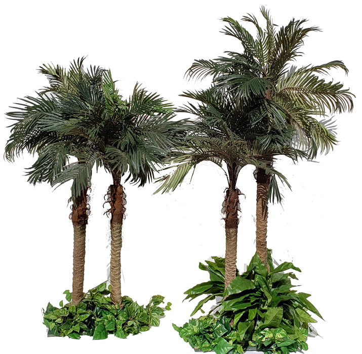 Silk Palm trees for rent