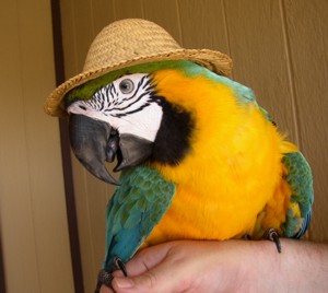 Parrot performer Harold, wearing a straw hat at a parrot party