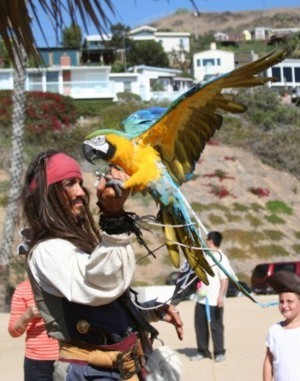 parrot shows on the beach