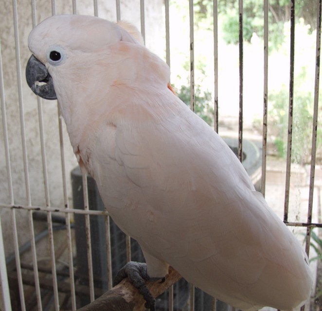 mollucan cockatoo for sale near me