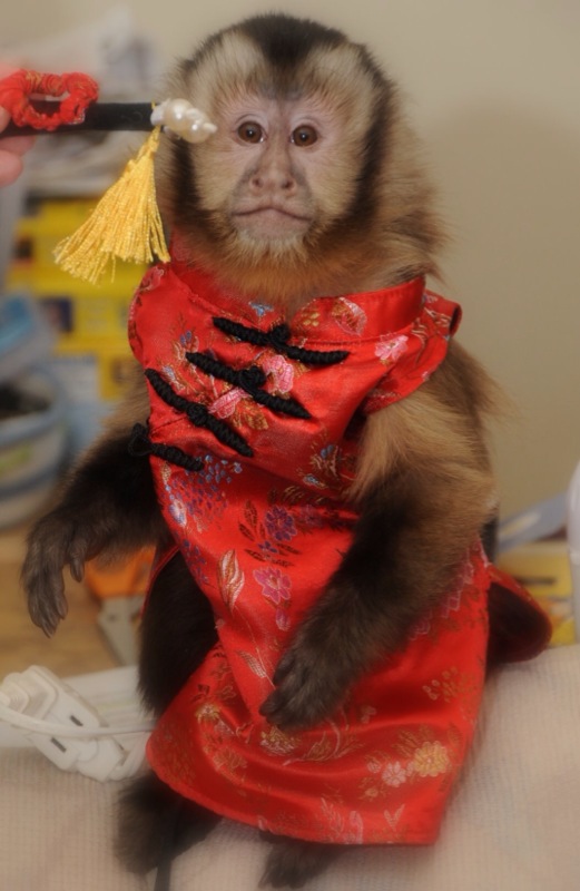 monkey in Chinese silk dress