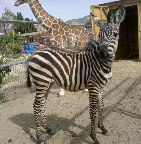Zebra for rent